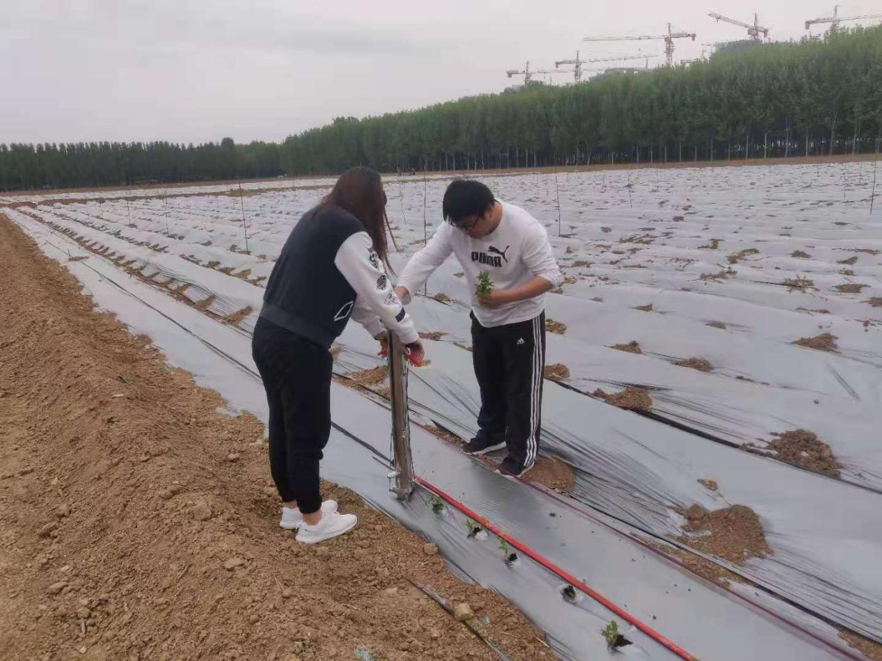 定植技术与方法